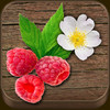Wild Berries & Herbs - NATURE MOBILE