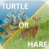 Turtle or a Hare?!