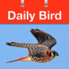 Daily Bird
