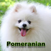Pomeranian +