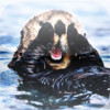 Sea Otters - The Ocean's Furry Friend