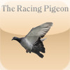 Racing Pigeon Pictorial International