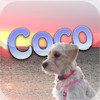 Coco the Siesta Key Beach Dog