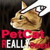 Bengal Petting cat 3D REAL