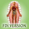 Meridian Tooth Chart - FDI