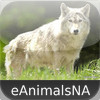 Animals of North America - eAnimalsNA (backboned animals)