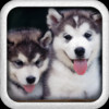 Beautiful Puppies Puzzle Free