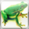 Frog - Amphibian Sounds That You Control