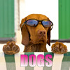 Dogs Puzzle HD
