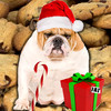 A Talking Fat Dog HD - Christmas Edition