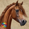My Horse Simulator
