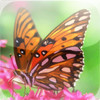 US Butterfly Bible