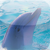 Dolphin' 's - Swimming and Jumping to Your Phone or Tablet