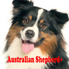 Australian Shepherd+