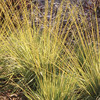 Midwest Ornamental Grasses