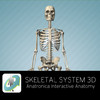 Skeletal System 3D - Anatronica Interactive Anatomy