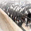 Cattle Freight