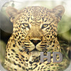 Animal Kingdom HD