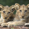Kruger National Park 2012