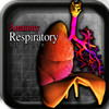 Anatomy Respiratory 3D Organs vi