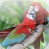 Parrots Encyclopedia