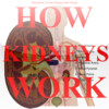 How Kidneys Work