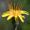Wildflowers of the Teton Range