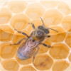 HiveManager