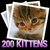 200 Kitten Wallpaper Photos Color and Black & White