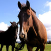 Horse and Pony Problems - Lessons in Horsemanship for Equestrians