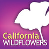 Audubon Wildflowers California - A Field Guide to the Wildflowers of California