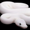 Snake Collection HD