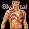 Skeletal Encyclopedia 2