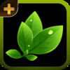 Herbal Plants & Cures