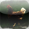 Chicken Clucking - Chicken 's from the Coup to Your Hand