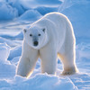 Polar Bears by Bela Baliko