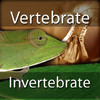 Vertebrates Invertebrates