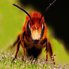 Insect Sounds for iPad