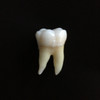 Tooth Morphology Exam preparation
