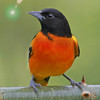 Bird Id USA NE - Identification Guide to North East American Backyard Birds