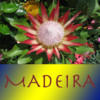 Madeira is Garden