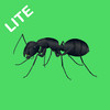 Insects Preschool Toddlers Lite