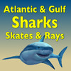Sharks & Rays of the Atlantic and Gulf of Mexico