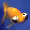 Fish Jokes - Best, cool and funny jokes!