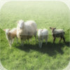 Sheep - Farm Animals All Kids Love