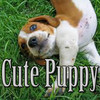 Cute Puppy App