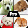 Cute HD Pictures Pro