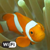 OCEAN WONDERLAND: Photos & Video Gallery (3G, Wi-Fi)