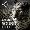 All Animals Sounds Pro