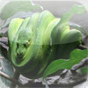 COLLECTION OF SNAKES - Slithering, Stealthy Creatures to Amaze You